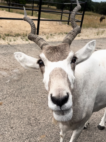 Close up photo of an Addax