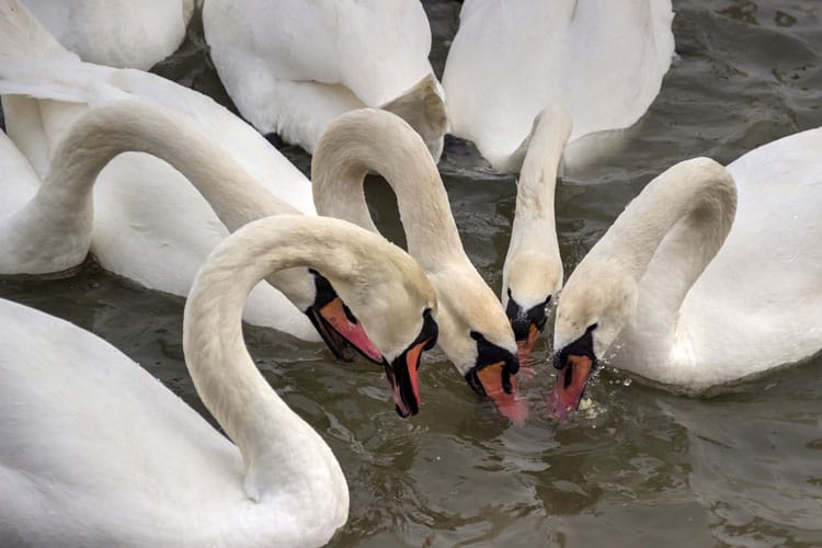 Swans drinking water at the river