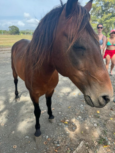 Close up view of a wild horse in Puerto Rico