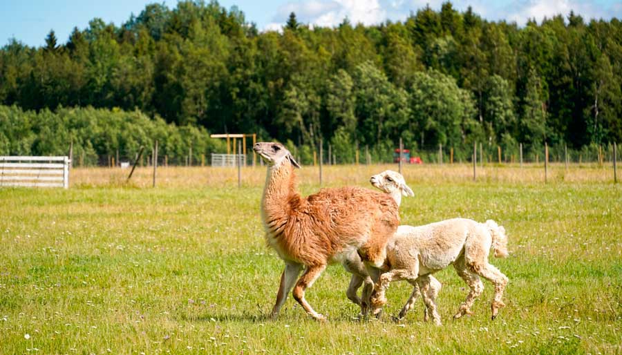 Llamas wandering on the grass field in Clover Brooke Farm