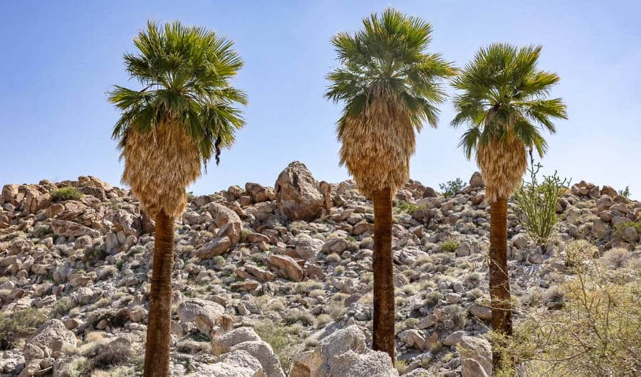 Three lined palm trees at the Coachella Valley Preserve in California