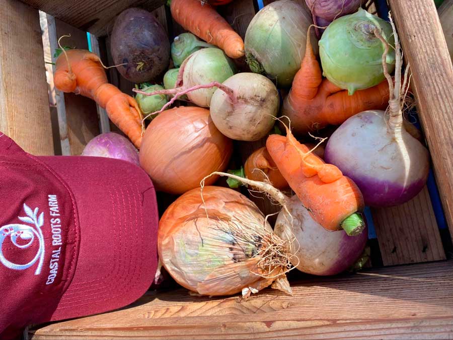 View of freshly harvested vegetables