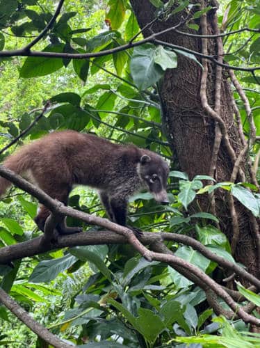 A coati on a tree in Atitlán Nature Preserve