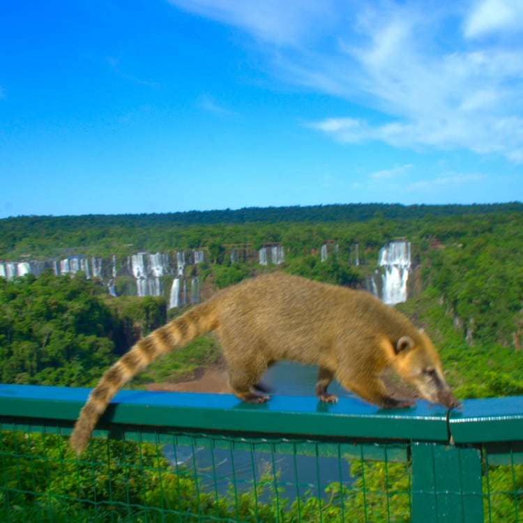 A coati in Iguazu Falls
