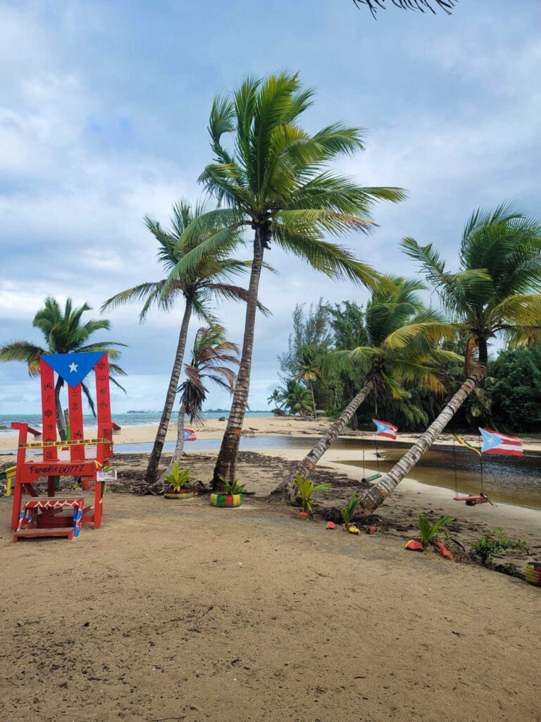 View of the coconut trees near the beach