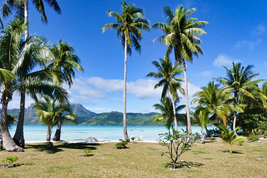 View of the coconut trees around the Tahiti Island