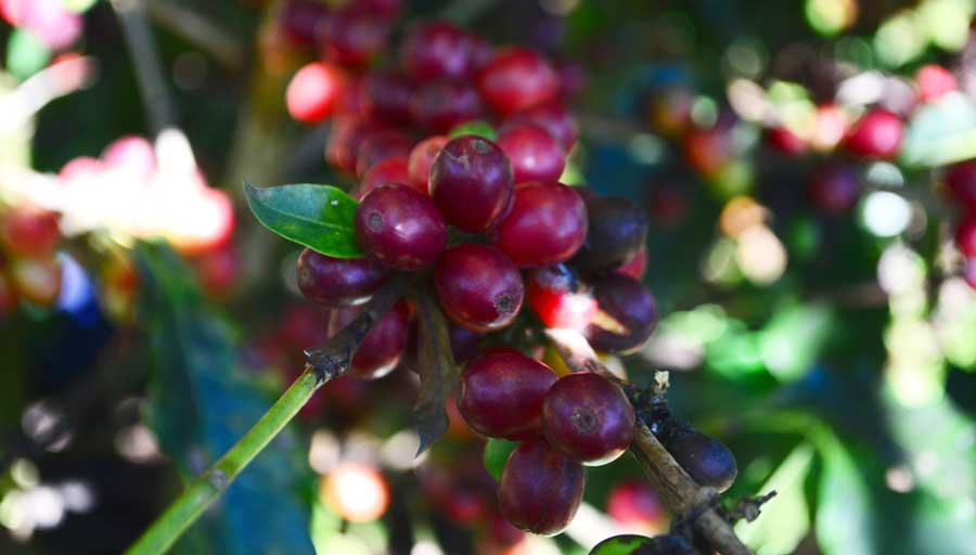 Close up view of coffee beans from Hacienda Tres Angeles