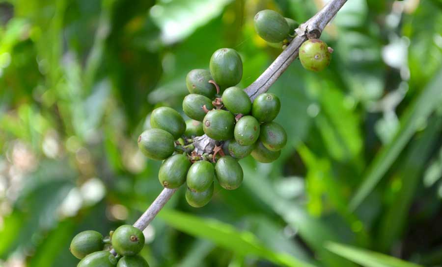 Close up view of coffee beans on a farm in Puerto Rico