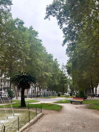 An empty park surrounded by lush green trees