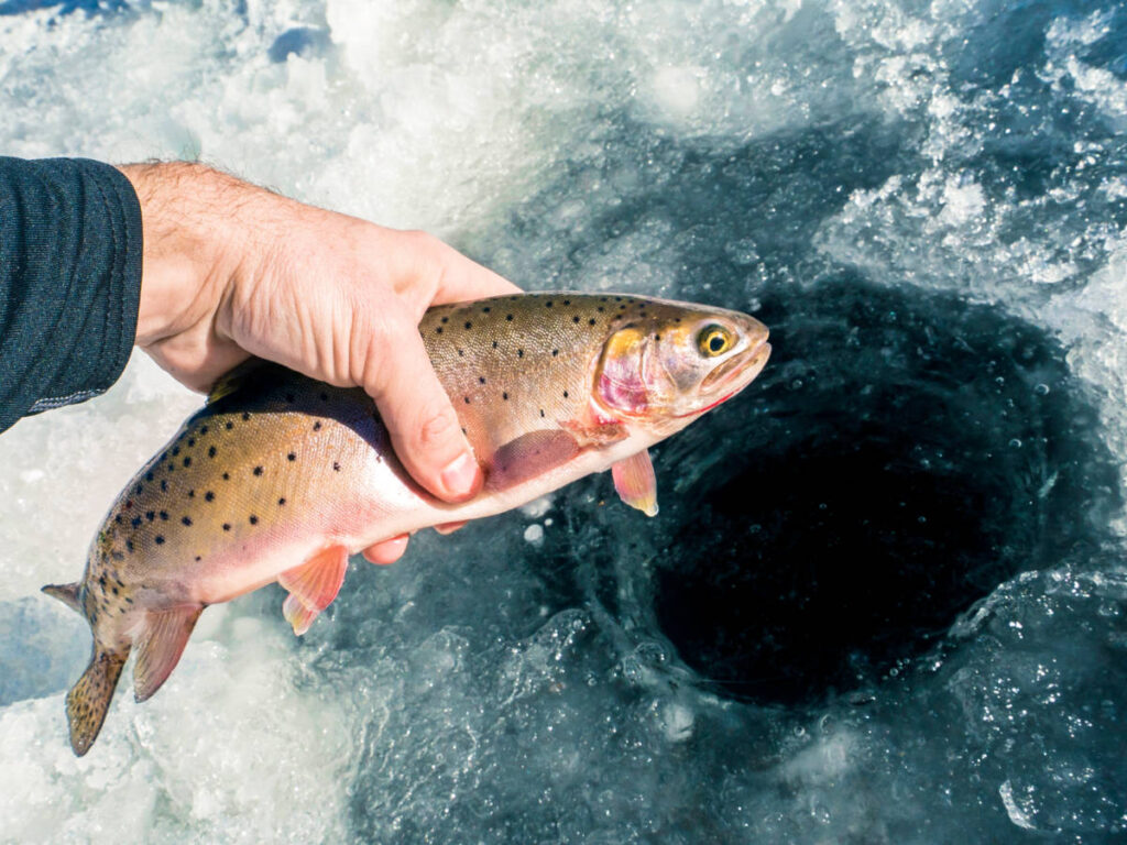 A hand holding a fish over the ice hole in Colorado