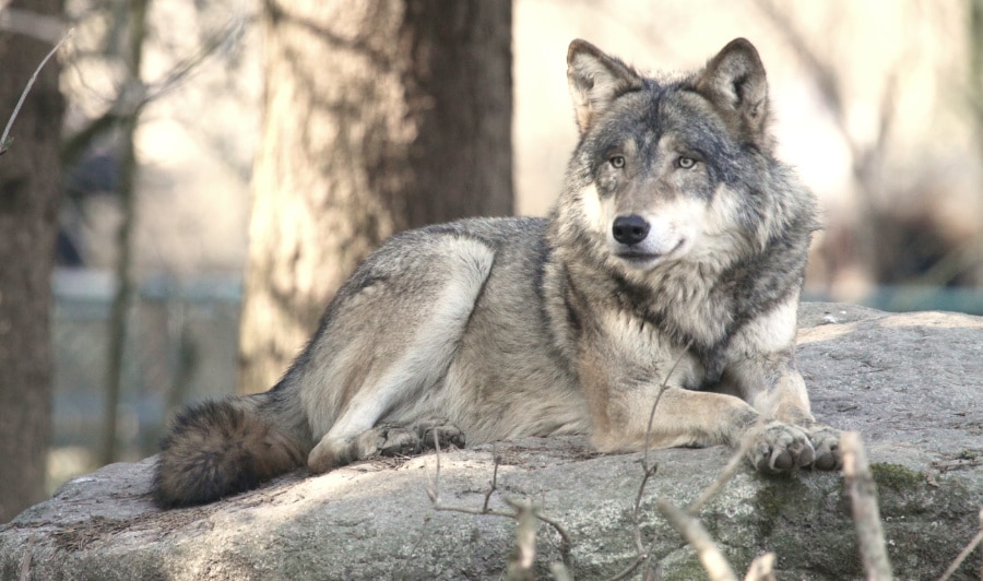 View of a grey wolf lounging