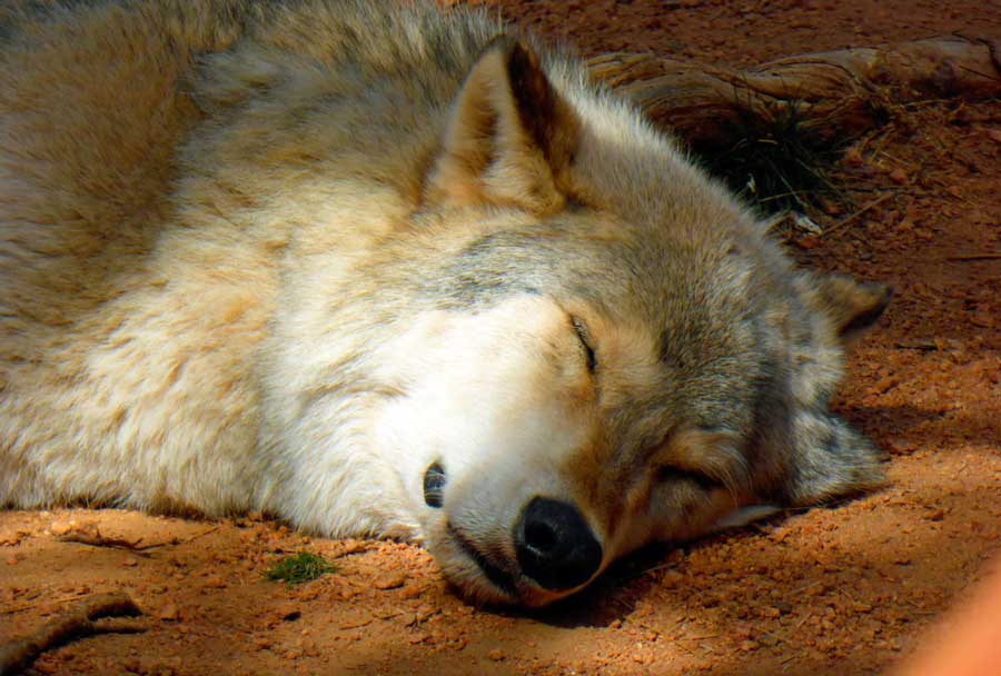 A sleeping wolf in Colorado Wolf & Wildlife Center