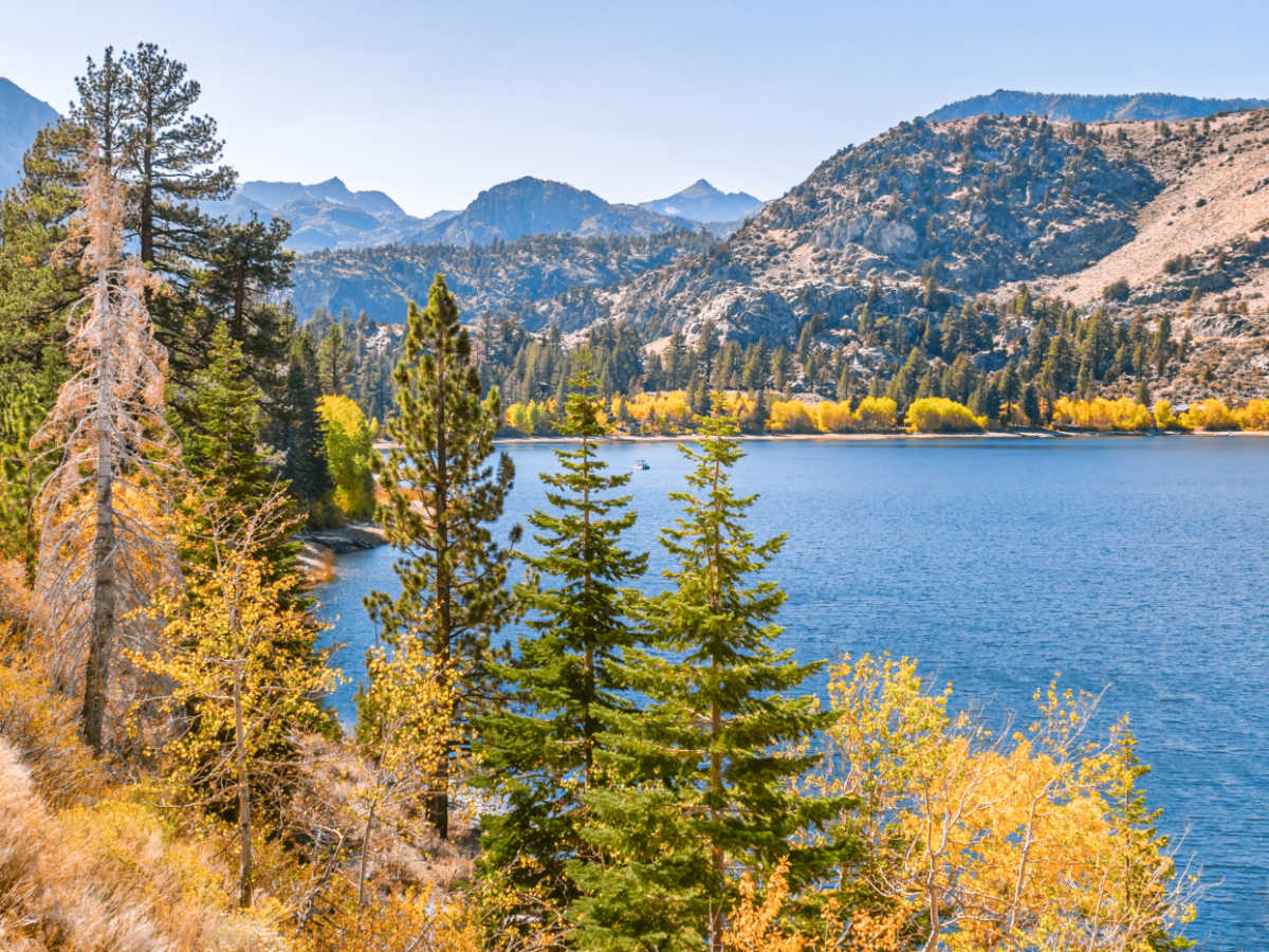 View of the colorful fall foliage around June Lake
