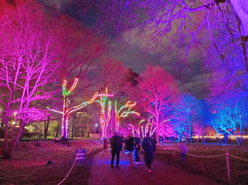View of the colorful lights around the trees of Bute Park at night