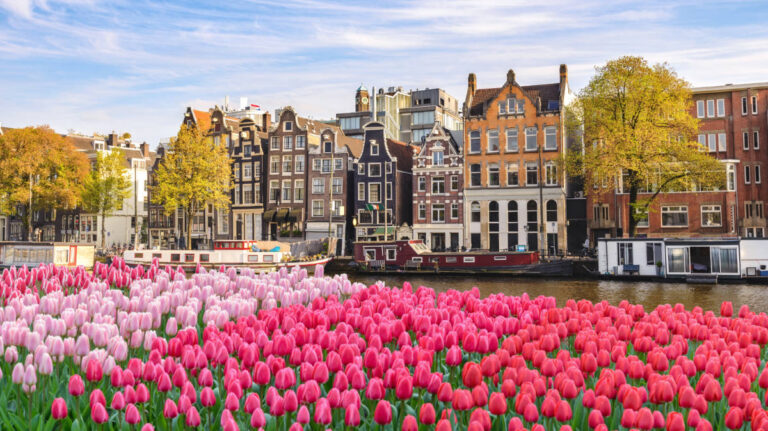 Colorful tulips in Amsterdam