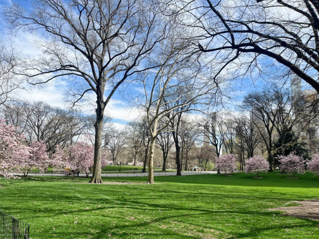 View of cherry blossoms in Columbus Circle during a sunny morning