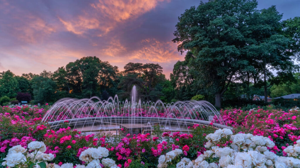 Colorful flowers and water fountain at the Columbus Park of Roses during sunset