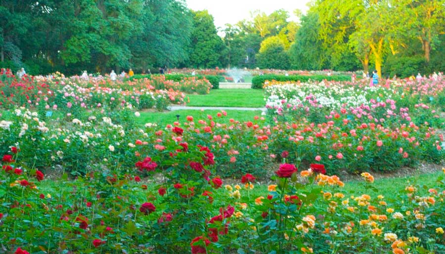 View of colorful roses at the Park of Roses