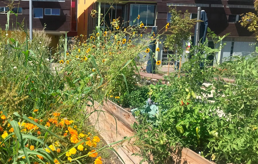 View of plants outside the Comal Heritage Food Incubator