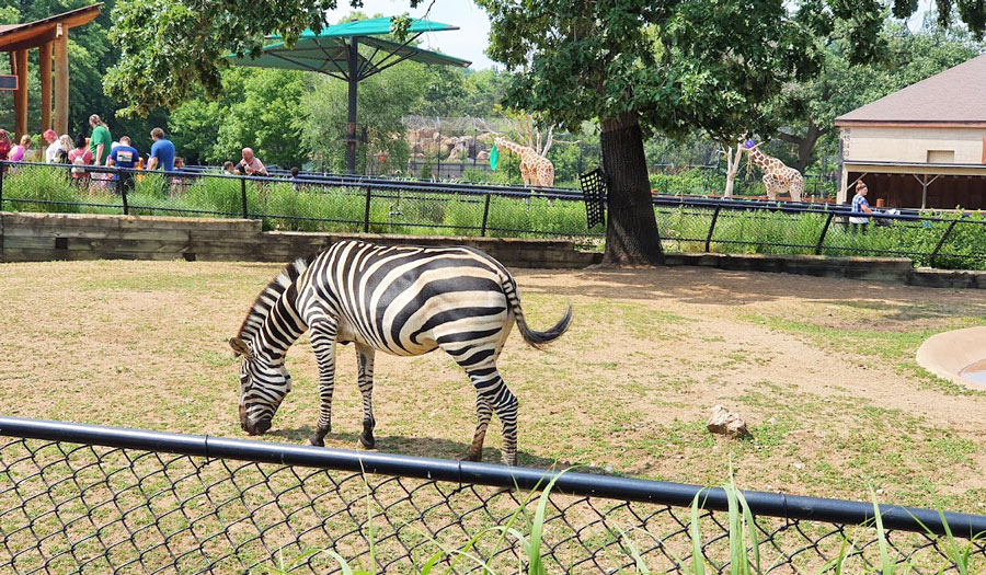 A zebra on its enclosure in Como Park Zoo and Conservatory