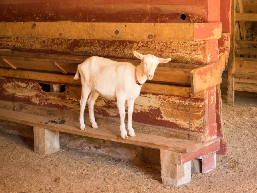 View of a baby goat at Connemara Farms at the Carl Sandburg Home