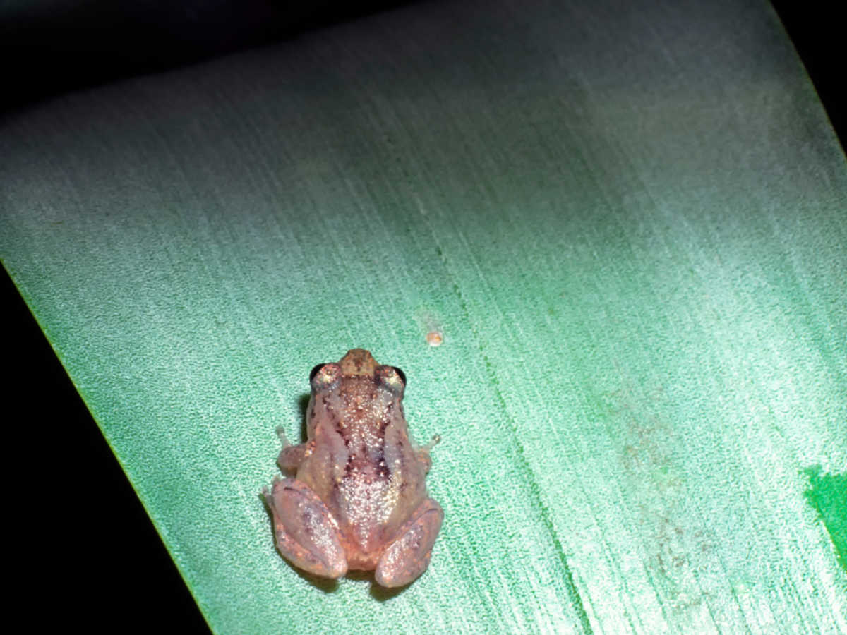 Close up look of the Coqui tree frog on the leaf