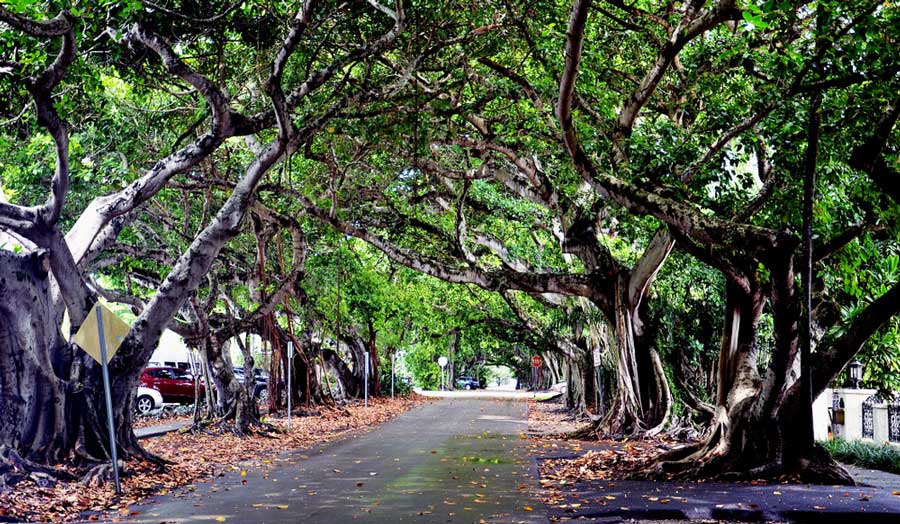 A row of trees alongside the road in Coral Gables