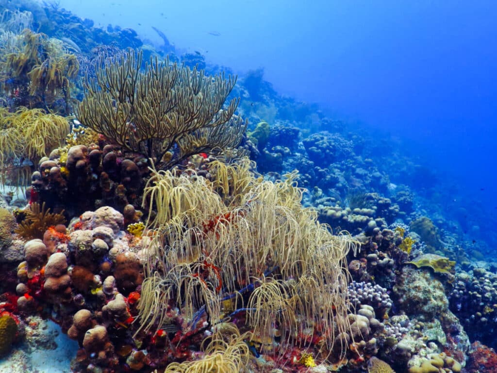 Beautiful coral reefs at The Wall