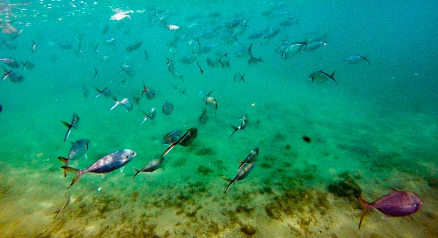 View of fishes and coral reefs in Escambron Beach