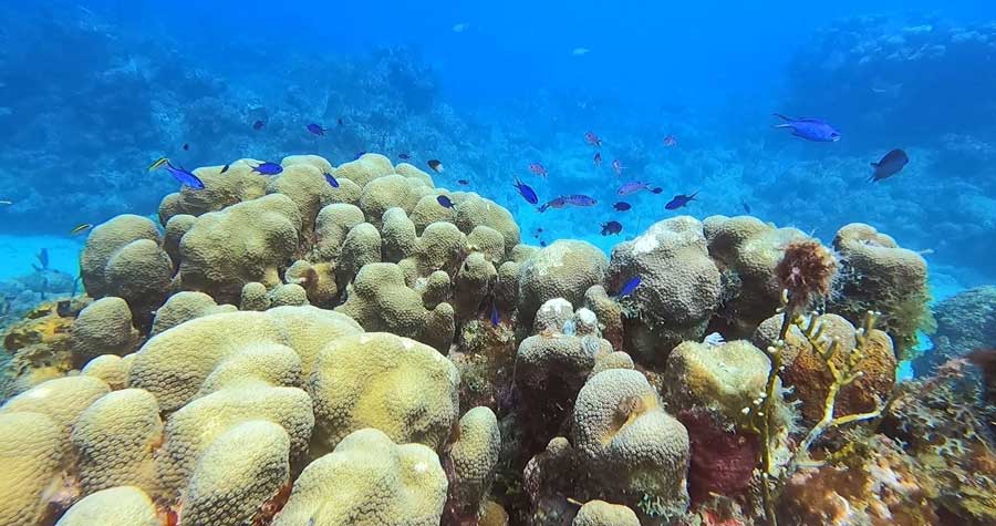 Coral reefs under the blue water of St. Croix