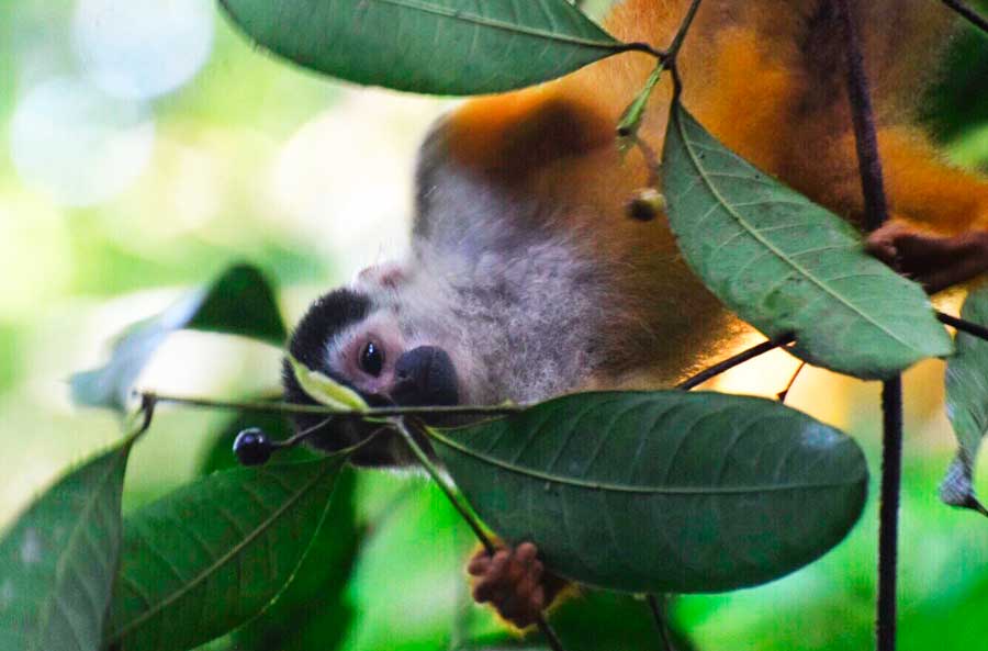 A monkey hanging in a tree branch in Corcovado National Park