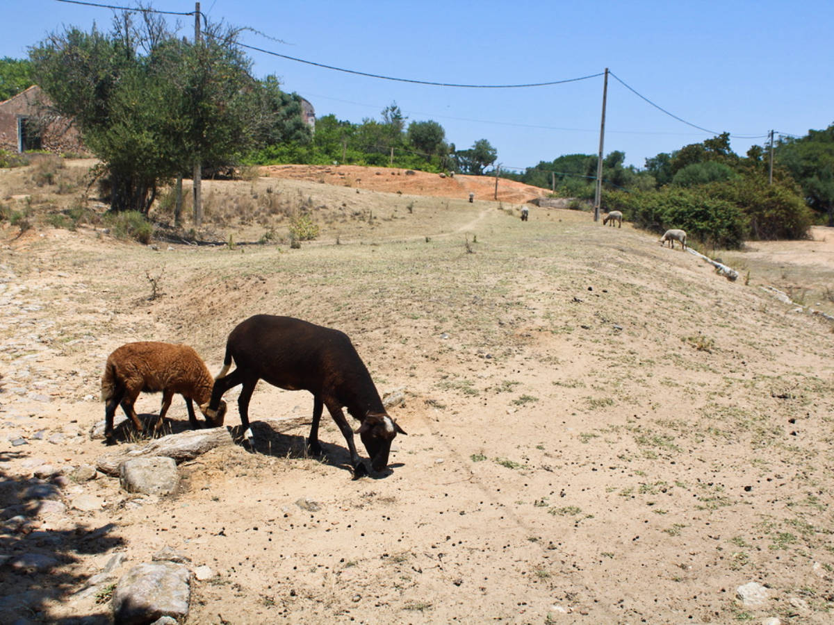 View of the wild animals roaming around the countryside