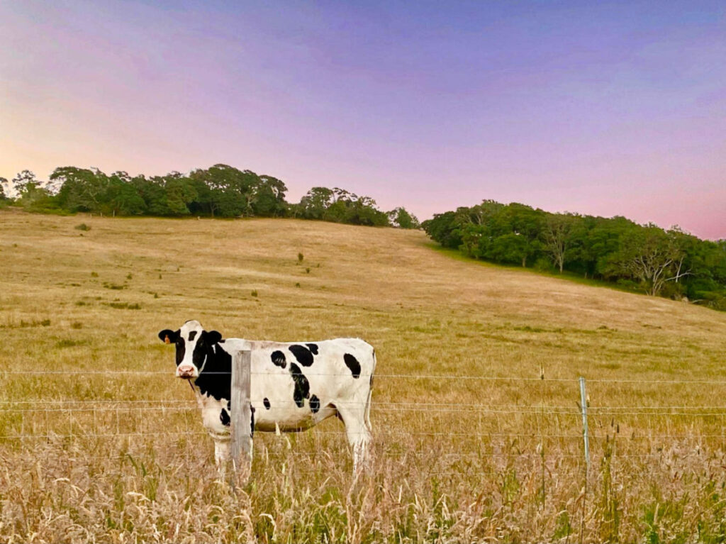 View of the cow behind the fence near the West Dry Creek Road