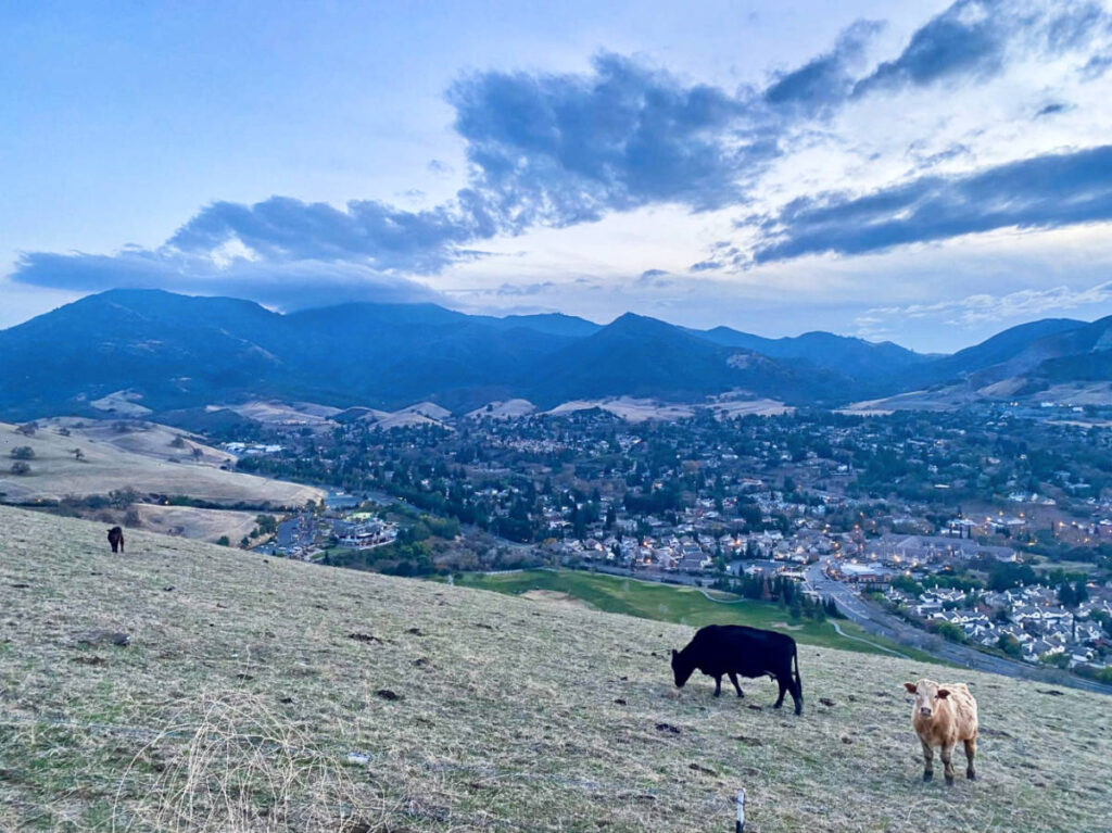 View of the cows walking in the hills overlooking Clayton