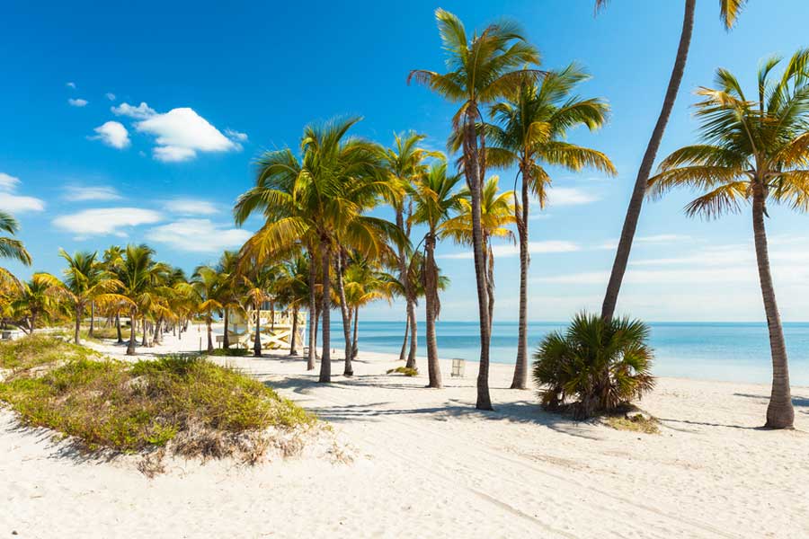View of palm trees and white sand in Crandon Park Beach