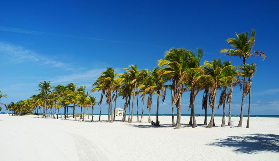 View of palm trees and white sand in Crandon Park
