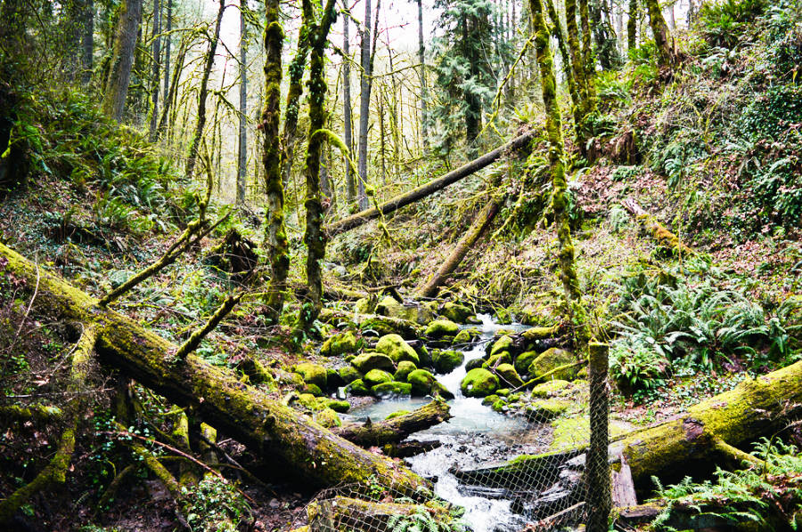 A small creek in the middle of mossy forest