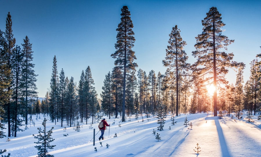 Panoramic view of a man skiing on a track with pine trees around