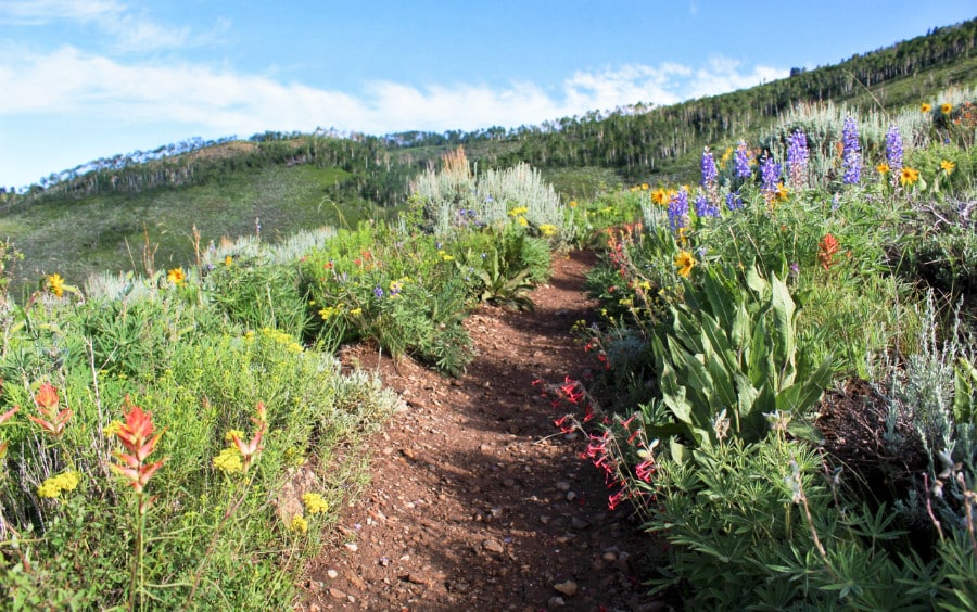 Trail of the Walrod Loop surrounded with different flowers