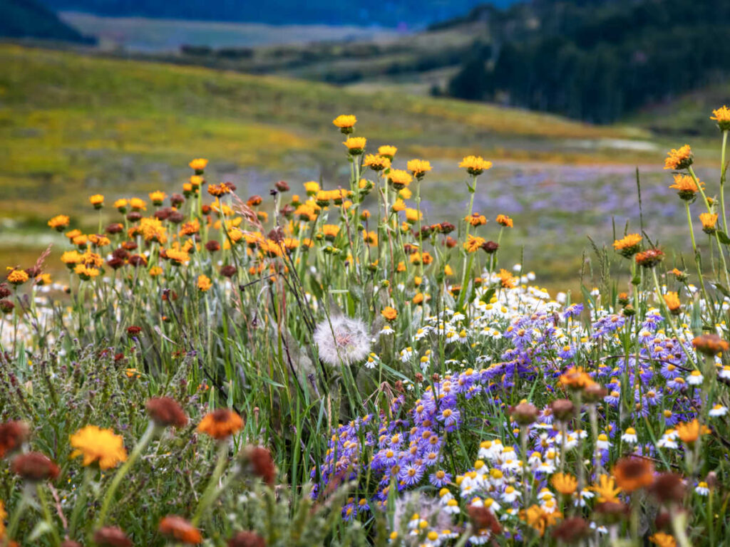 Closeup look at the colorful and various species of wildflower