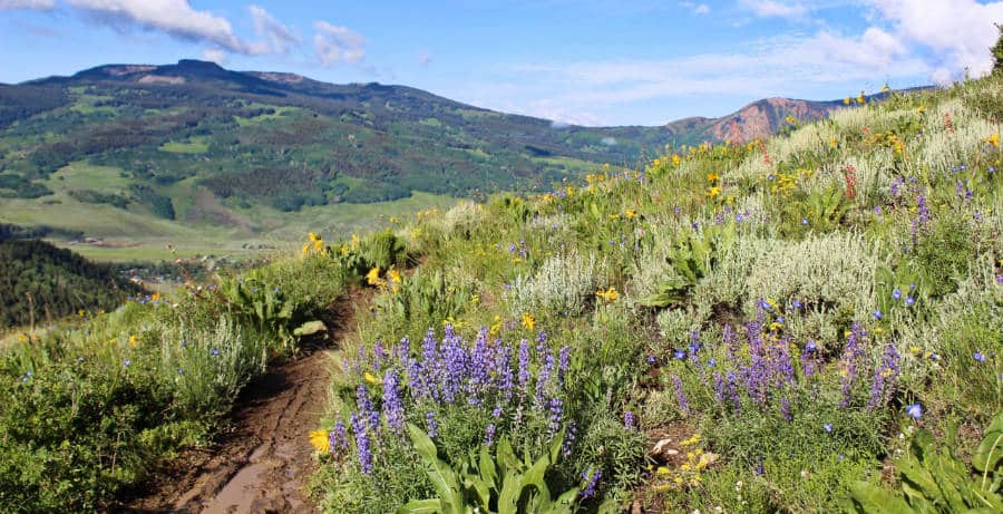 View of the field with wildflowers in Crested Butte