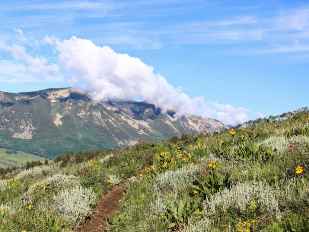 A field of yellow wildflowers around the trail in Crested Butte with mountain view in the background