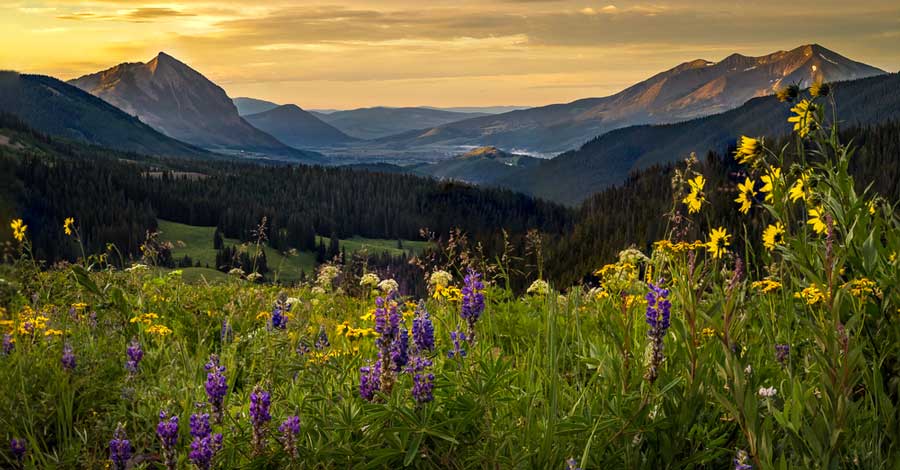 View of wildflower field in Crested Butte at sunrise