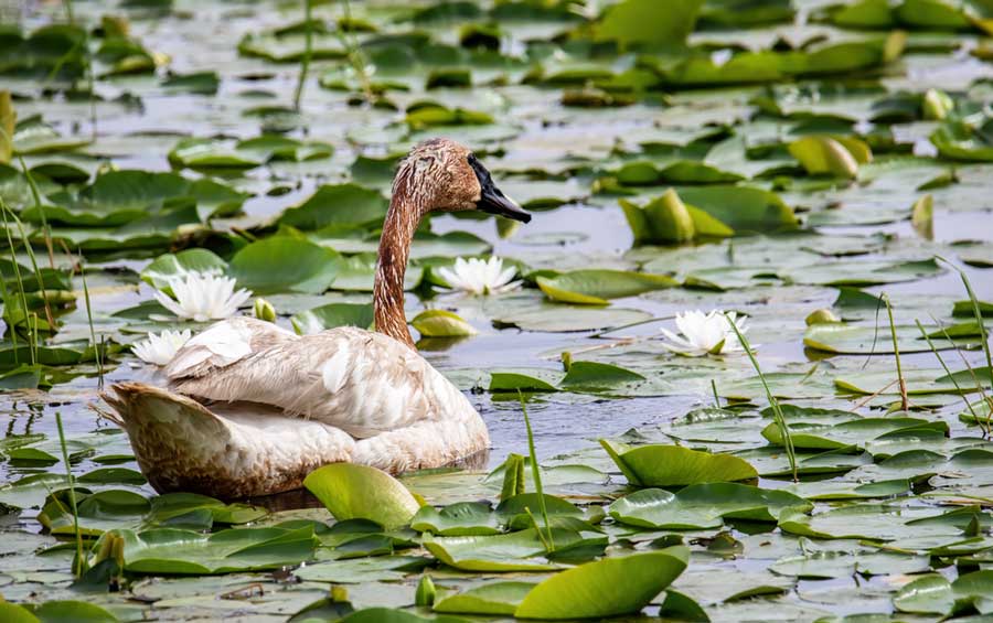 View of a swan in Crex Meadows Wildlife Area