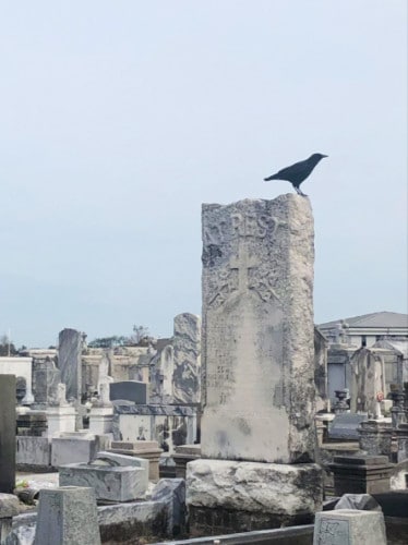 A crow sits on a headstone at the cemetery