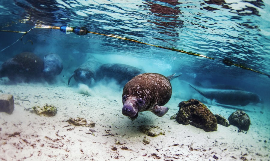 A manatees in Crystal River