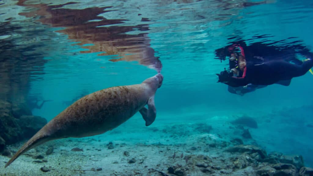 A manatees swimming with a man at the Crystal River