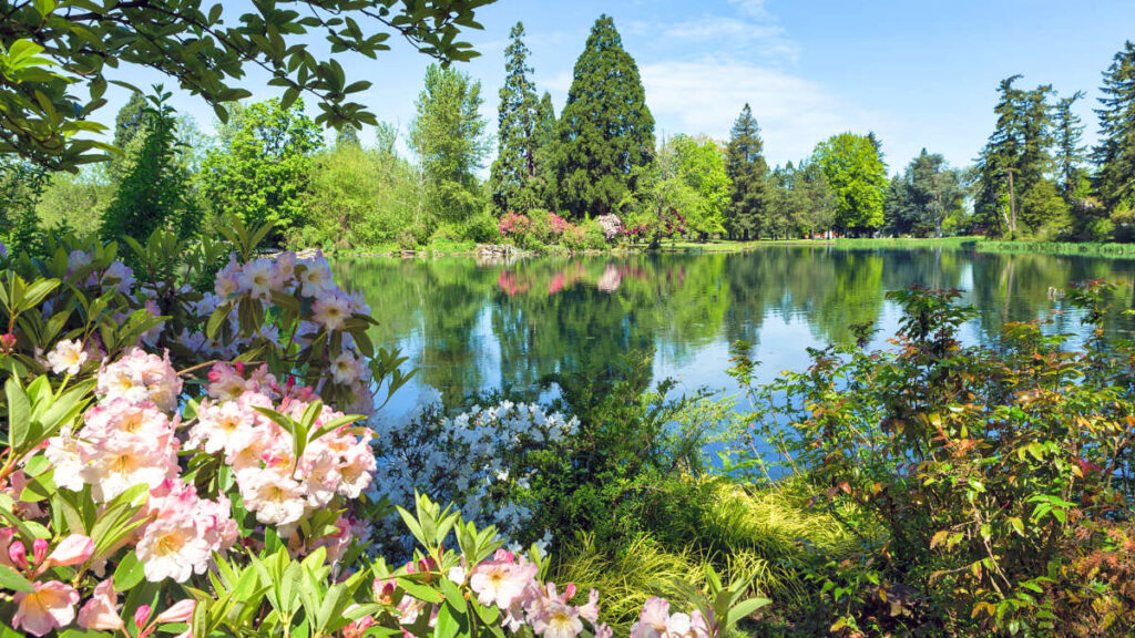 View of the blooming flowers at the Crystal Springs Rhododendron Garden