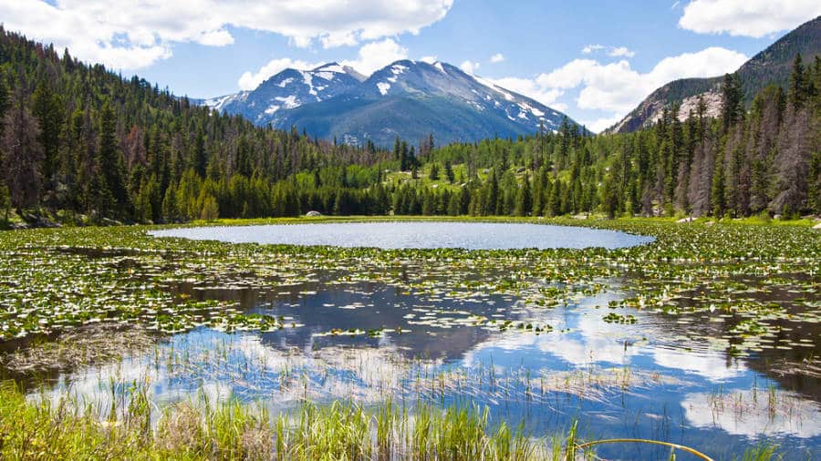 View of the Cub Lake surrounded by greenery with a mountain view on a sunny day