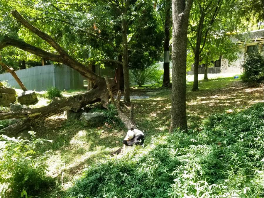 View of a panda eating a snack on a lying branch of a tree from a distance